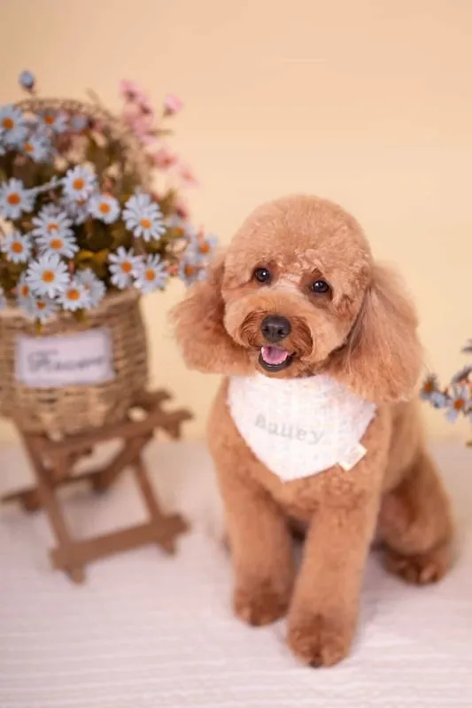 Bailey the Cavalier and Poodle mix Dog