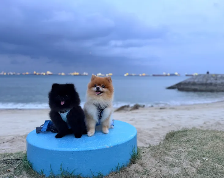 Bambi and Pixie Pomeranian Dog