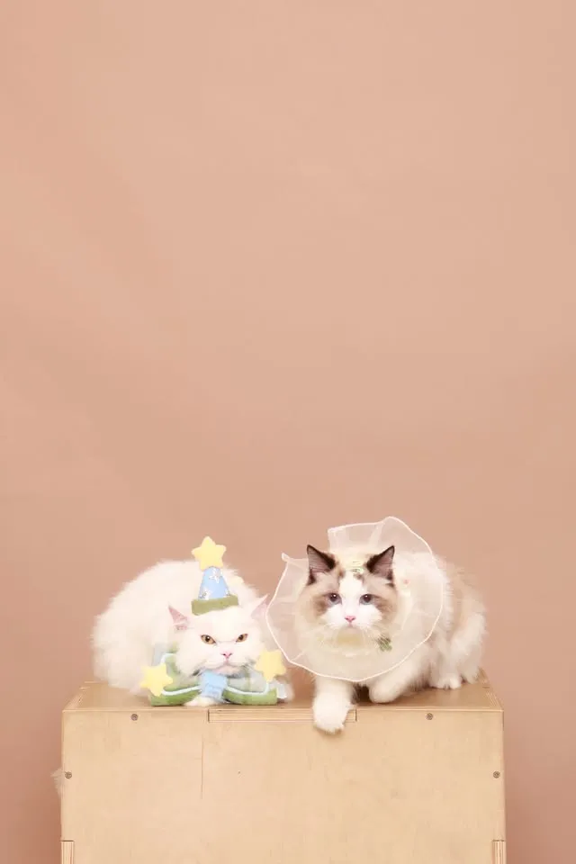 Cleo & Casper Ragdoll Napolean Long Leg Cat
