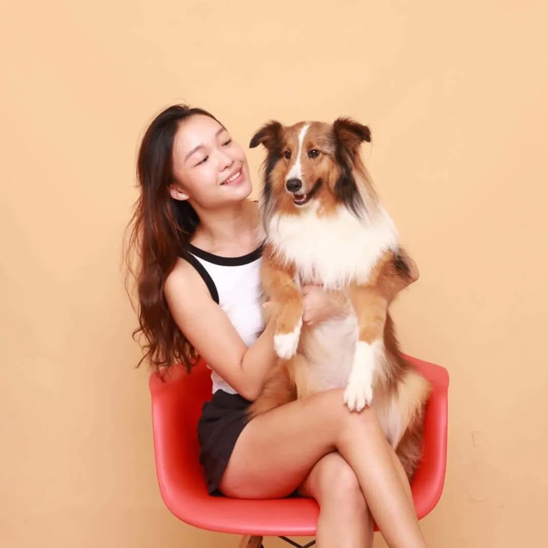 Hailey the Friendly Sheltie Dog