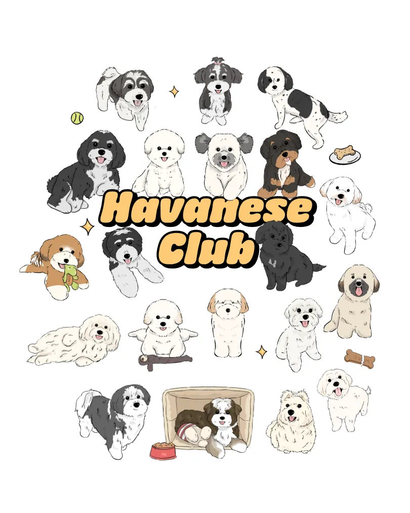 Havanese Breed Dog Collection of Drawings