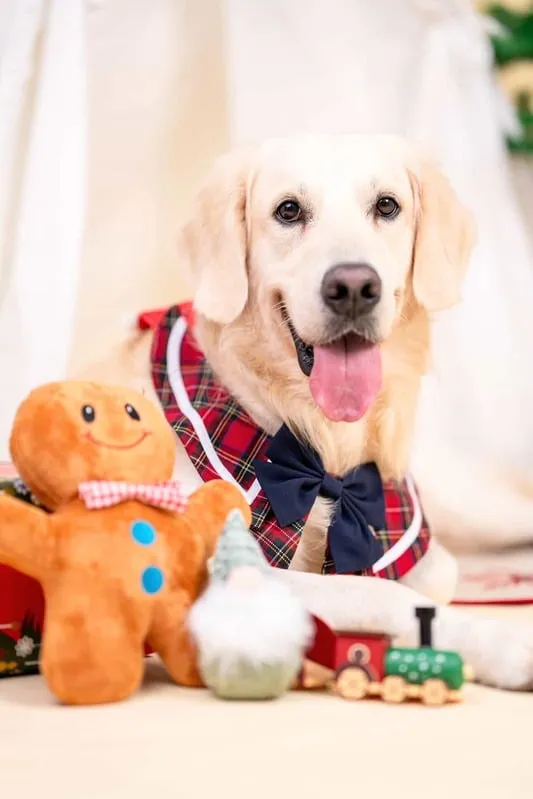 Kicho the Golden Retriever Dog
