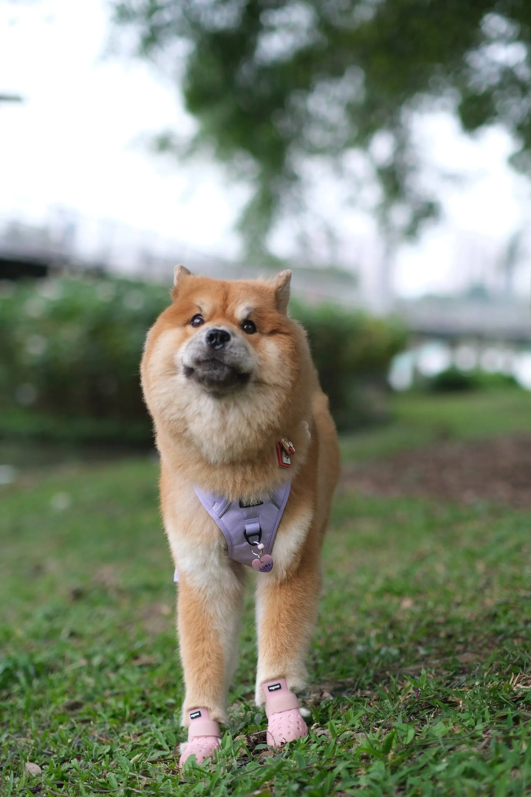 Luna the Chowpomsky Dog