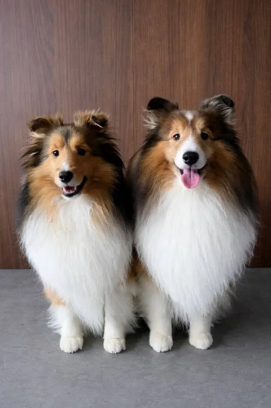 Maple the Sheltie