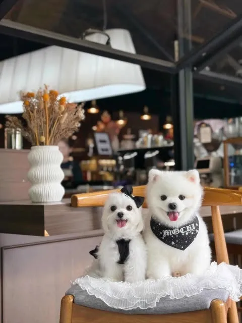 Mochi&Mayumi the pomeranian and maltese dogs