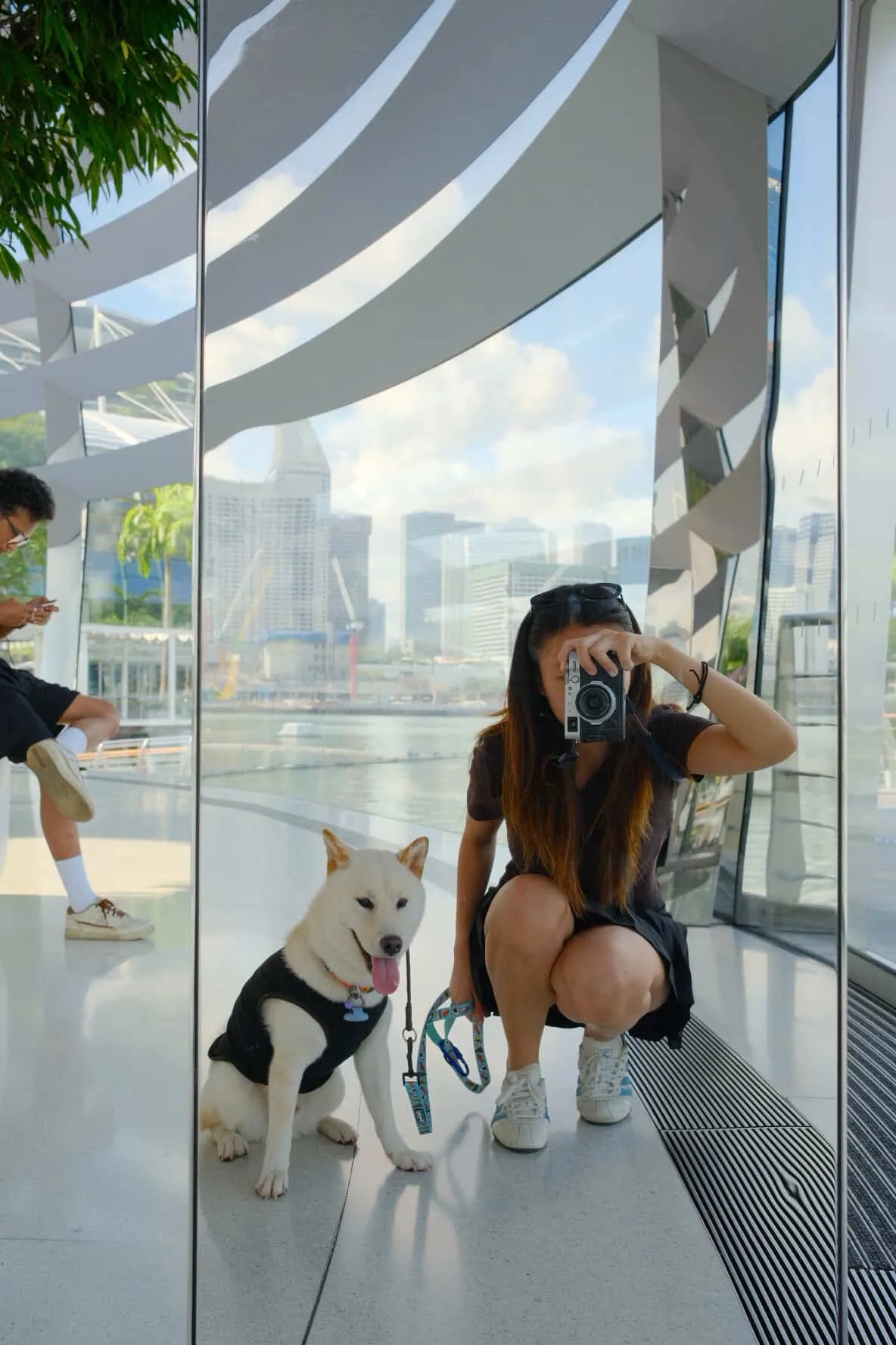 Mochi the Cream Shiba Inu Dog