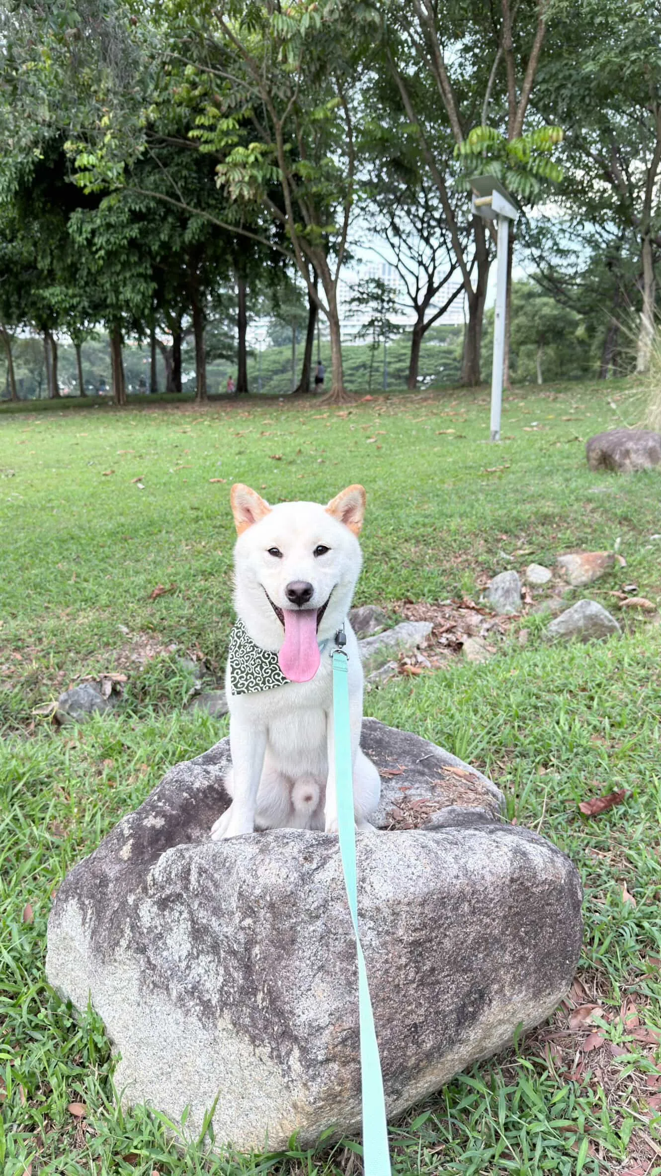 Mochi the Cream Shiba Inu Dog with hooman