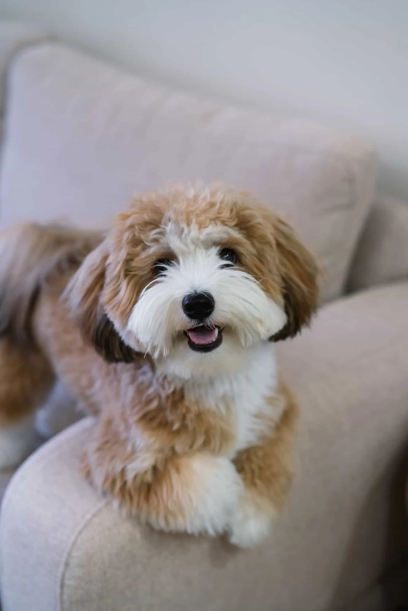 Muah Chee the Havanese Princess / Sampat Girl