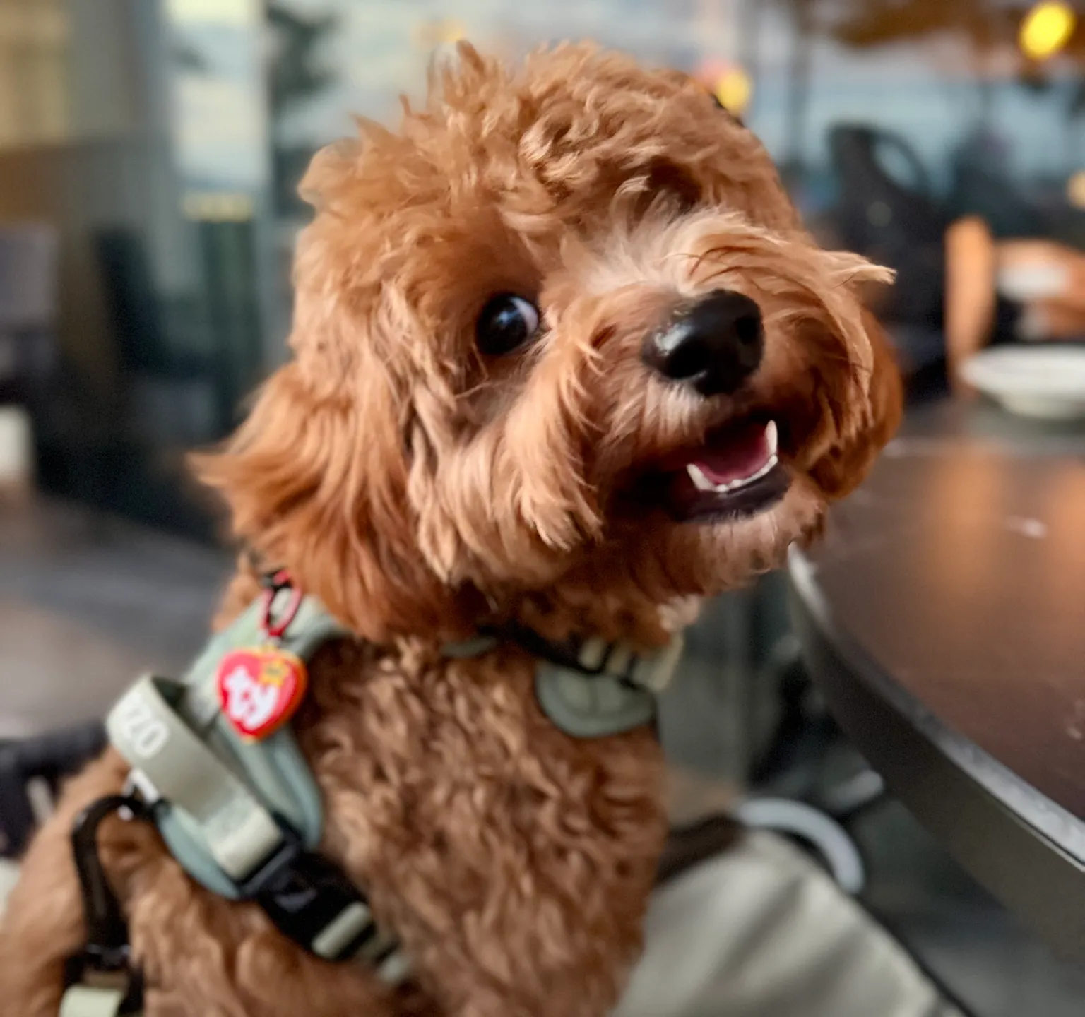 Orzo the cavapoo
