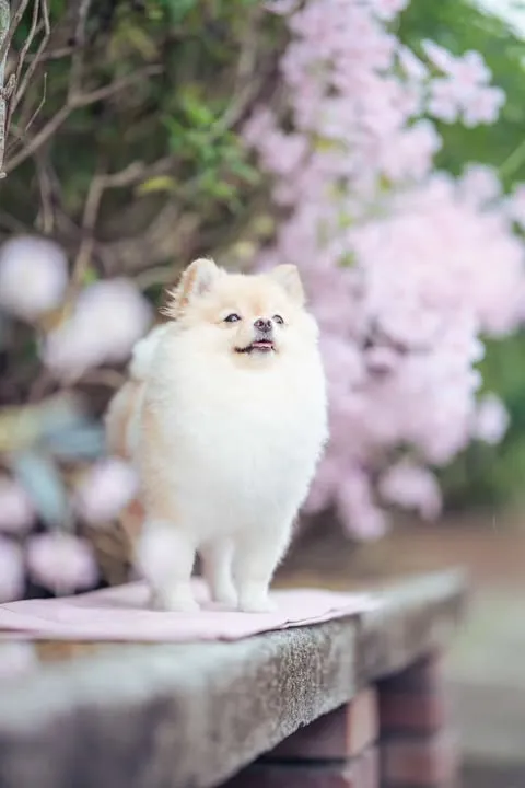 Pana the Mini Pomeranian Dog