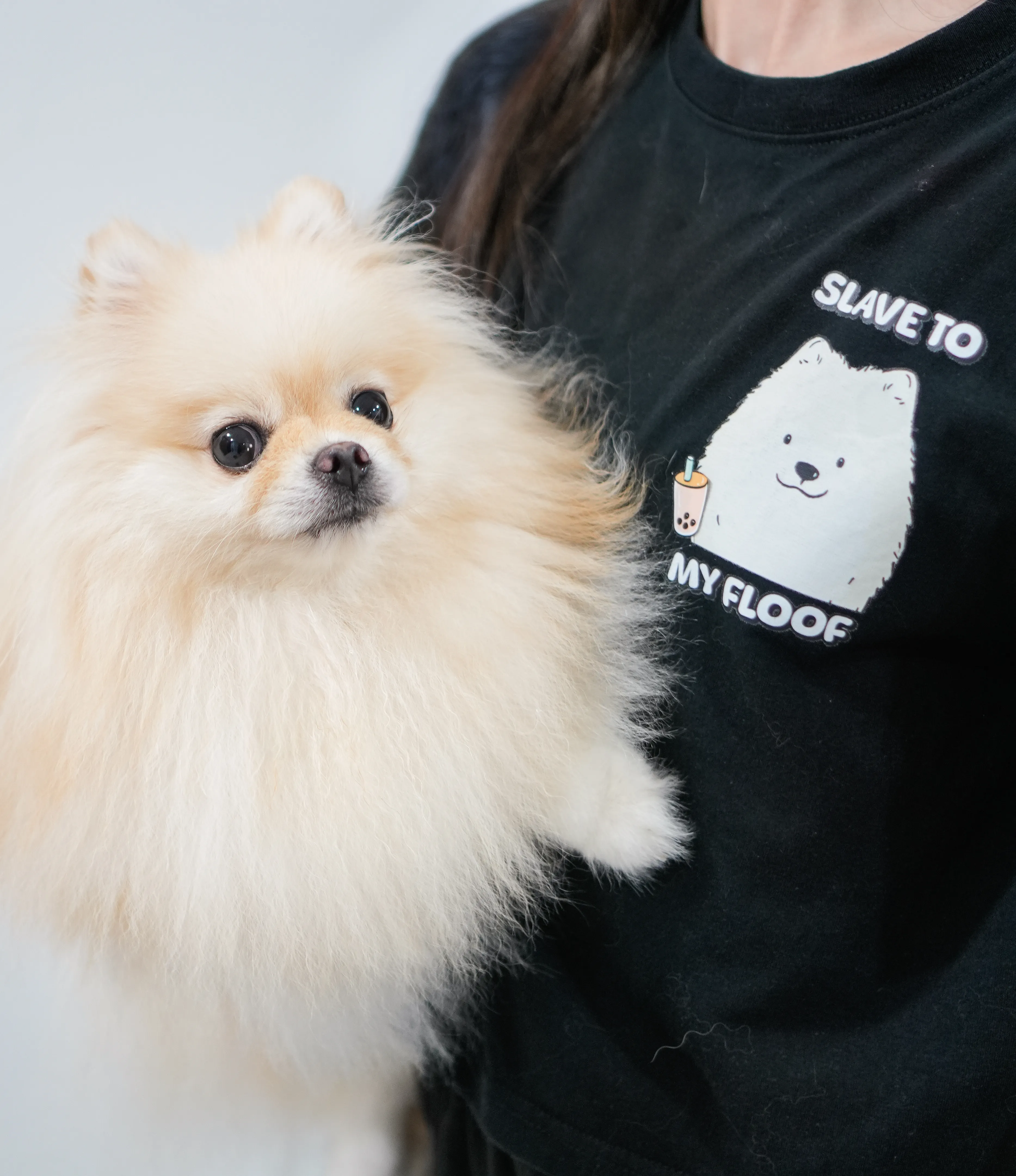 Pearl the Singaporean Pomeranian