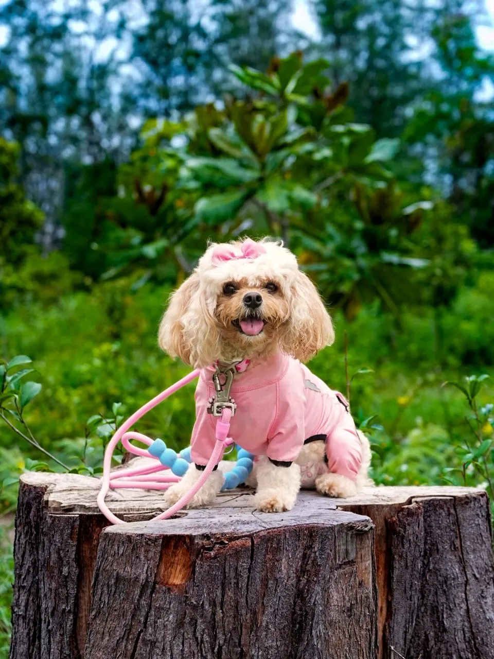 Phoebe the Cavachon Dog