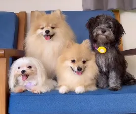Rui Kye May the Pomeranian Dogs