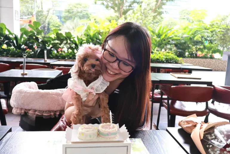 Pudding the Pomeranian and Poodle mix Dog