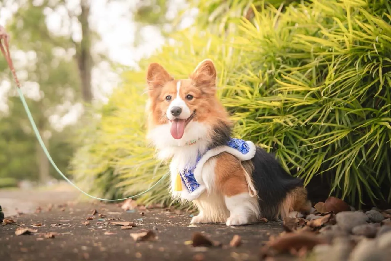 Coconut the corgi