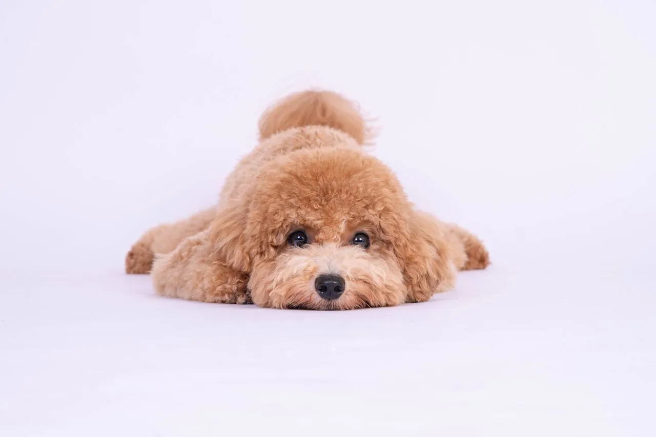 Yoshi The Brown Maltipoo